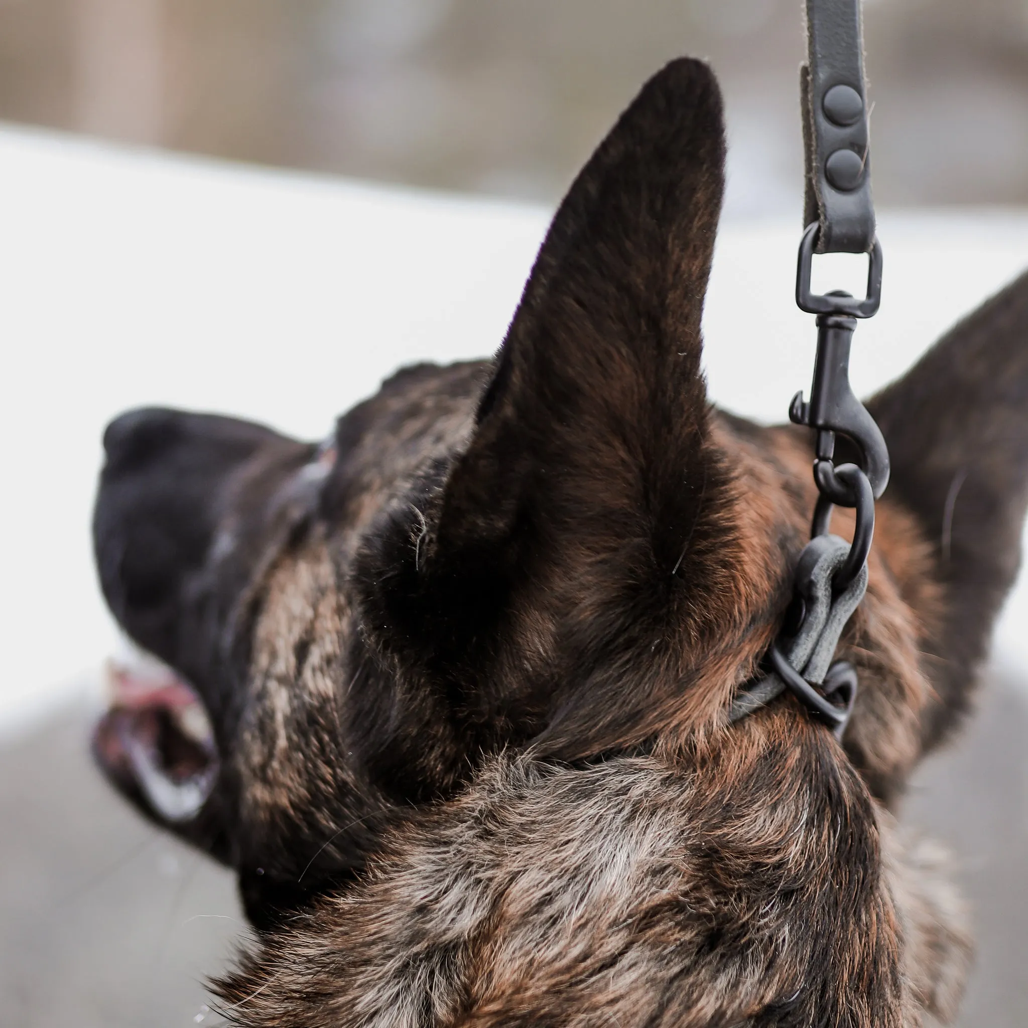 TGR Dominant Dog Collar